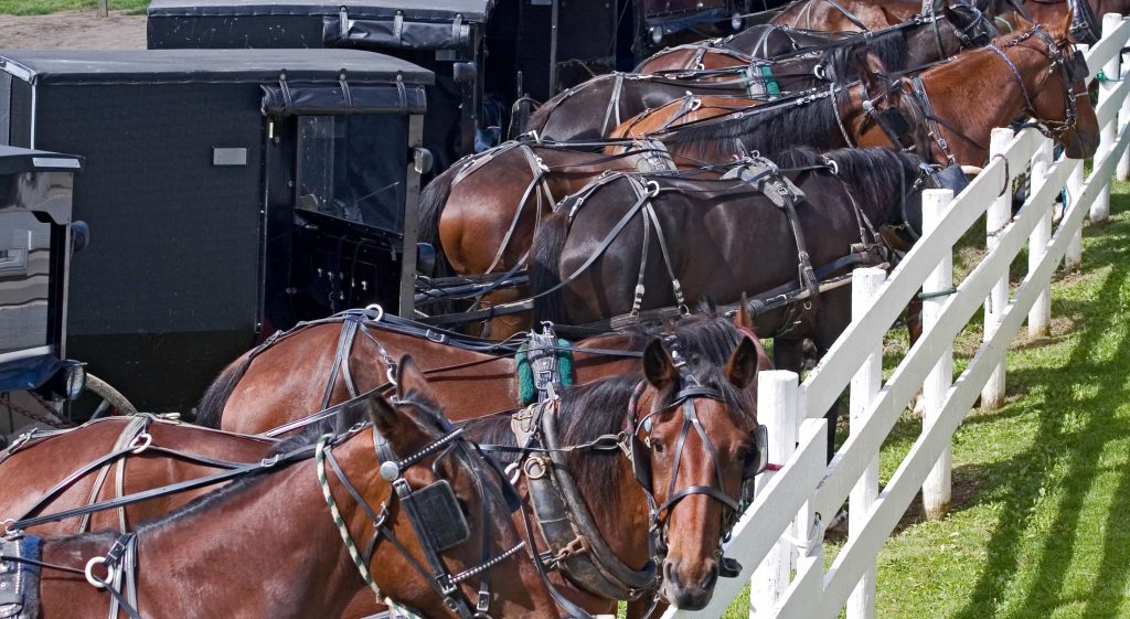 Amish horses and carriages - top 10 things to do in Amish Country