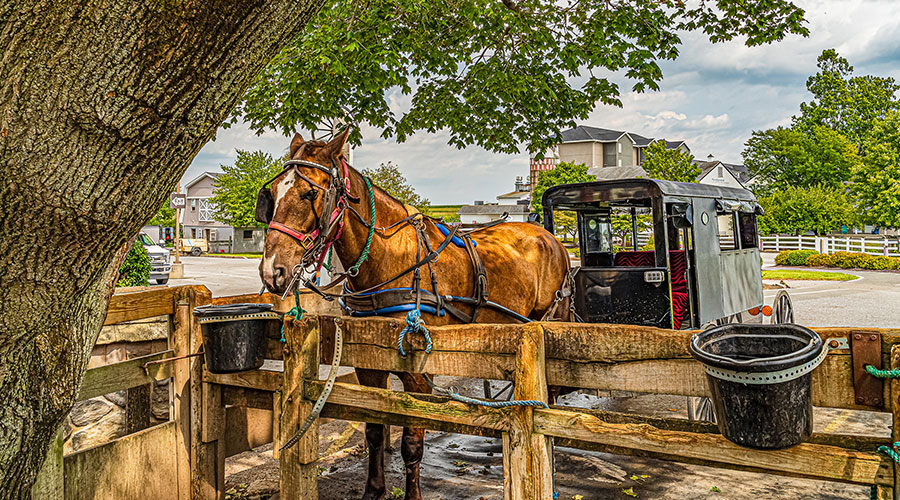 Horse-drawn Amish buggy - attraction in Ohio Amish country