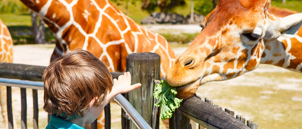 Young girl feeding a giraffe