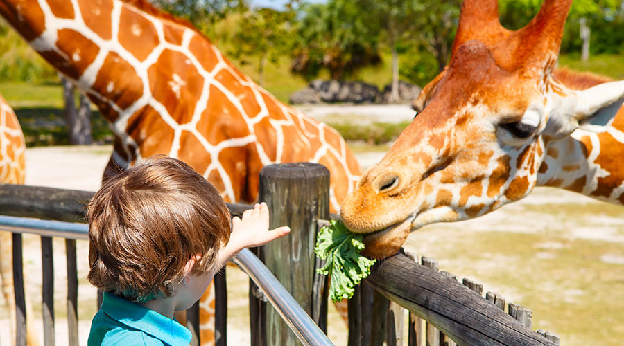 Young girl feeding a giraffe