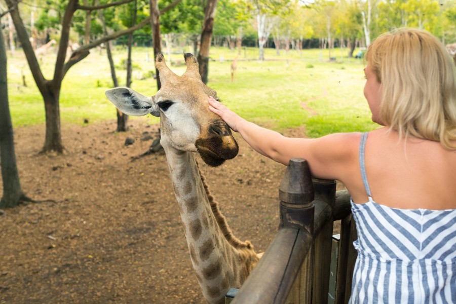 Woman petting a giraffe on a weekend getaway from Columbus