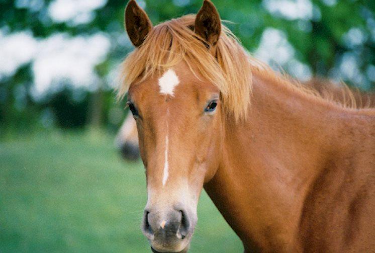 Things to do in Amish Country