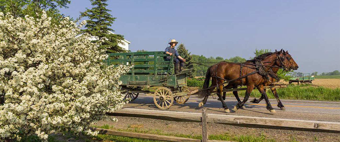 Horses pulling a buggy in Amish Country Ohio