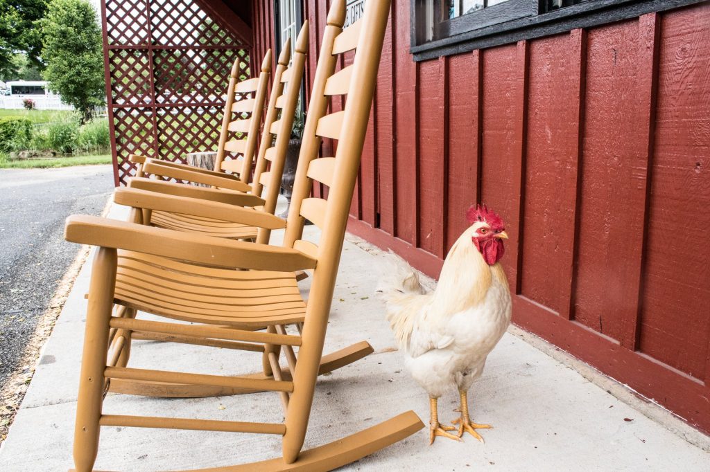 Chicken next to a rocking chair